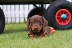 Kortharige Dwergteckel pups, Belgisch Teckel fokker, Dieren en Toebehoren, België, CDV (hondenziekte), 8 tot 15 weken, Korthaar