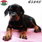 chiots Rottweiler - forts, beaux et impressionnants, Animaux & Accessoires, 15 semaines à 1 an, Hépatite contagieuse (maladie de Rubarth)