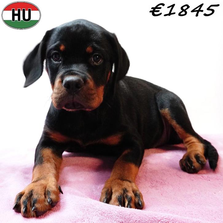 chiots Rottweiler - forts, beaux et impressionnants, Animaux & Accessoires, Chiens | Bouledogues, Pinschers & Molossoïdes, Plusieurs animaux