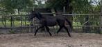 Jaarling hengst, volle broer van Brp hengst Boliath, Dieren en Toebehoren, Pony's, Springpony, 0 tot 2 jaar, Hengst, Onbeleerd