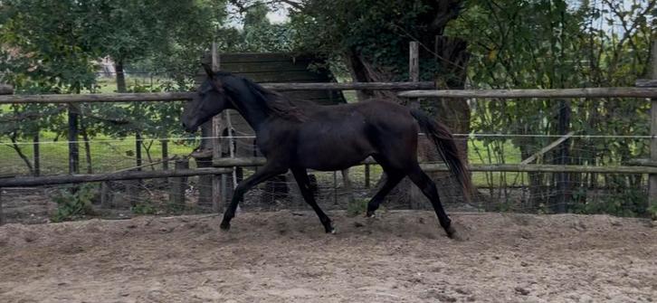 Jaarling hengst, volle broer van Brp hengst Boliath, Dieren en Toebehoren, Pony's, Hengst, Onbeleerd, D pony (1.37m tot 1.48m)