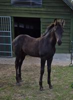 Arabo fries, Dieren en Toebehoren, Hengst, Niet van toepassing, Gechipt, 0 tot 2 jaar