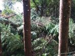 Ruwe losse sparenhoutstammen en takken om te verhakselen, Tuin en Terras, Brandhout, 3 tot 6 m³, Ophalen, Overige houtsoorten
