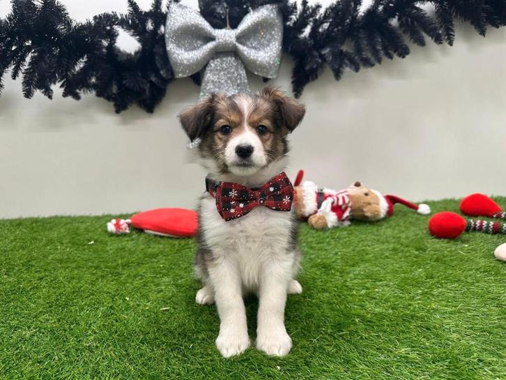 Border Sheepdog pups (Border Collie x Shetland Sheepdog), Dieren en Toebehoren, Honden | Niet-rashonden, Meerdere dieren, Fokker | Professioneel