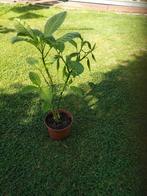 Brugmansia trompetbloem., Volle zon, Vaste plant, Herfst, Ophalen
