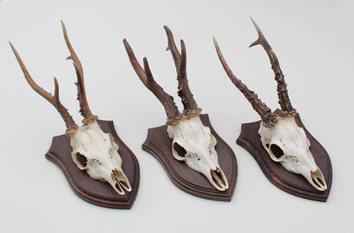 3 x Schots zesender REE GEWEI op eikenhouten schild - set X, Verzamelen, Dierenverzamelingen, Gebruikt, Gewei of Kop, Hert, Ophalen of Verzenden