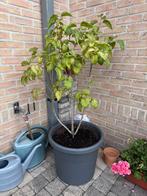 Paarse sering vulgaris met pot, Tuin en Terras, Planten | Bomen, Ophalen
