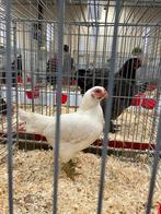 Broedeieren indische vechtkriel wit, Dieren en Toebehoren, Vogels | Parkieten en Papegaaien