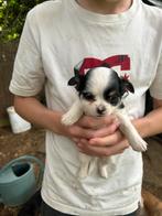 Rasechte mini chihuahua puppy’s, Dieren en Toebehoren, Honden | Chihuahua's en Gezelschapshonden, België, Fokker | Hobbymatig