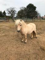 Goedgekeurde mini shetlandpony hengst TER DEKKING, Dieren en Toebehoren, Hengst
