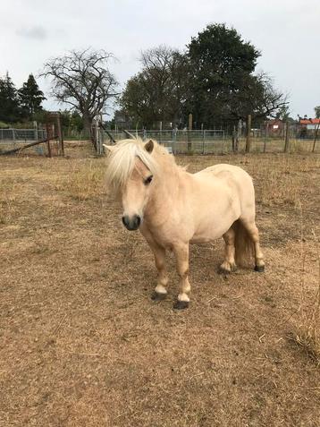 Goedgekeurde mini shetlandpony hengst TER DEKKING, Étalon
