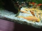 ancistrus koppel