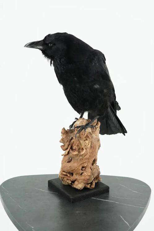Opgezette Zwarte Kraai - Wildernis Atelier, Verzamelen, Dierenverzamelingen