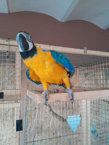 Macaw arauna vrouwtje 8 maanden oud EAM beschikbaar voor biedingen
