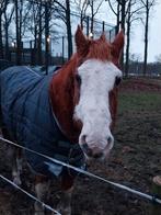 Bonte ruin, Dieren en Toebehoren, Paarden, Ruin