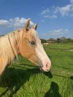 Quarter horse, paint horse, Dieren en Toebehoren, Paarden, Merrie, Westernpaard, Gechipt