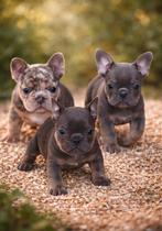 franse bulldog pups, België, 8 tot 15 weken, Meerdere, Meerdere dieren
