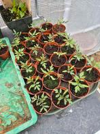 Tomatenplanten, Ophalen