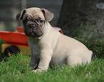 Franse Bulldog pups, Dieren en Toebehoren, België, Reu, CDV (hondenziekte), 8 tot 15 weken