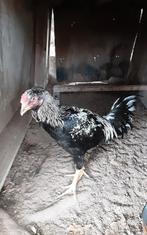 Shamo haan, Dieren en Toebehoren