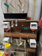 Harzer rollers, Dieren en Toebehoren