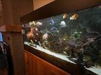 Aquarium met teakkast, Dieren en Toebehoren, Ophalen, Zo goed als nieuw