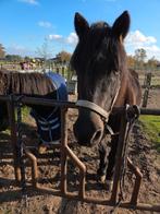 Super brave 18 jarige ruin 1,48m, Dieren en Toebehoren, Paarden, Ruin