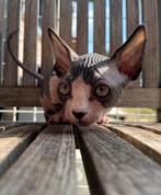 Bambino Sphynx meisje , uitstekende stamboom, Dieren en Toebehoren, Poes, Gechipt, 0 tot 2 jaar