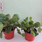 pannenkoeken planten en graslelies, Huis en Inrichting, Kamerplanten, Ophalen, In pot