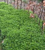 Gallium leuke bosrand bodembekker (schaduw), Tuin en Terras, Ophalen, Bodembedekkers, Vaste plant, Volledige schaduw