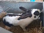 Vlinderkonijn rammelaar., Dieren en Toebehoren, Konijnen