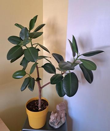 Prachige grote Ficus Robusta - Rubberplant beschikbaar voor biedingen