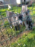 Bok en geit, Dieren en Toebehoren, Schapen, Geiten en Varkens, Meerdere dieren, Geit, 0 tot 2 jaar