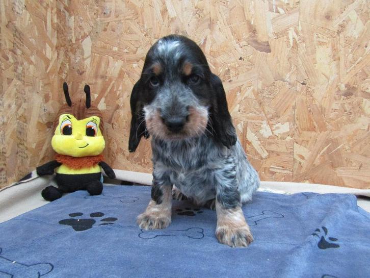 Engelse cocker puppy's, Animaux & Accessoires, Chiens | Retrievers, Épagneuls & Chiens d'eau, Plusieurs animaux, Épagneul, Éleveur | Professionnel