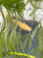 Japanse rijstvissen voor vijverbak, vijver en aquarium, Ophalen