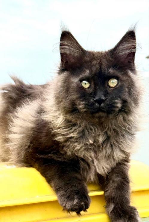 Black Smoke Main Coon poesje met stamboom!, Dieren en Toebehoren, Katten en Kittens | Raskatten | Langhaar, Poes, 0 tot 2 jaar