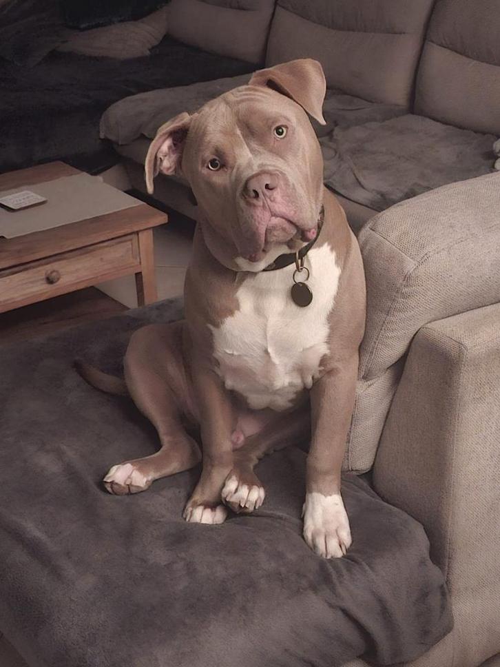 Amerikaanse Bully Xl, Animaux & Accessoires, Chiens | Bouledogues, Pinschers & Molossoïdes, Chien (mâle), Particulier, Un chien