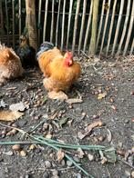 Cochin kriel haan, Dieren en Toebehoren, Mannelijk, Kip