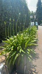 Afrikaanse lelie agapanthus in hoge pot 140cm, Tuin en Terras, Planten | Tuinplanten, Volle zon, Vaste plant, Zomer, Ophalen
