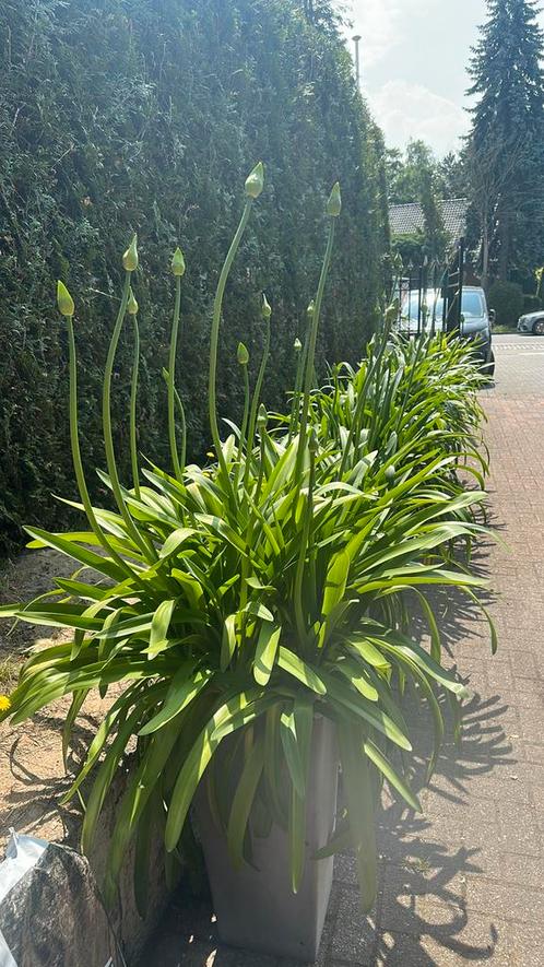 Afrikaanse lelie agapanthus in hoge pot 140cm, Tuin en Terras, Planten | Tuinplanten, Vaste plant, Overige soorten, Volle zon