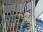 Vogelkooi, Dieren en Toebehoren, Parkiet