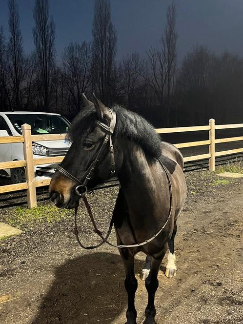 Top pony te koop!, Dieren en Toebehoren, Paarden, Ruin
