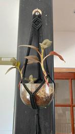 Orchidée, Maison & Meubles, Plantes d'intérieur