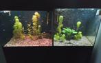 Dubbel aquarium, Dieren en Toebehoren, Ophalen, Gebruikt, Gevuld zoetwateraquarium