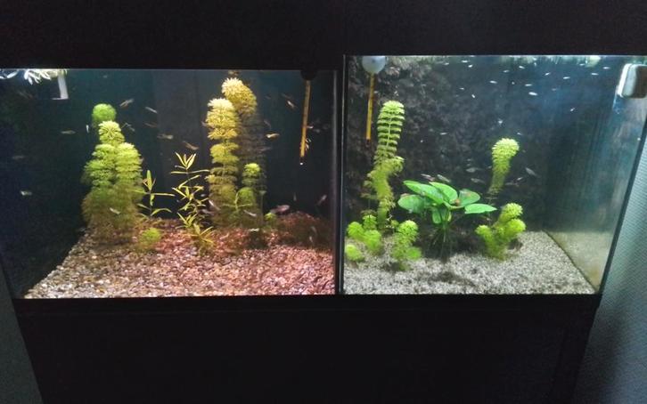 Dubbel aquarium, Dieren en Toebehoren, Vissen | Aquaria en Toebehoren, Gebruikt, Gevuld zoetwateraquarium, Ophalen