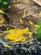 Neocaridina Davidi sp. Citroen, Kreeft, Krab of Garnaal, Zoetwatervis, Schoolvis
