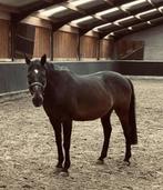 Ruin te koop, Dieren en Toebehoren, Paarden, Ruin, Minder dan 160 cm, Recreatiepaard, 11 jaar of ouder