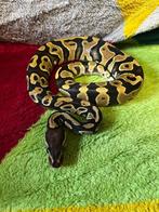 Ball python nakweek 2023, Serpent, Domestique, 0 à 2 ans