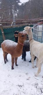 3 mooi alpaca henst, Dieren en Toebehoren, Overige Dieren