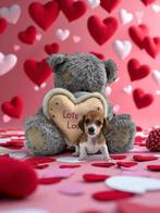 🩵🩷 Zeer mooie & sociale dwergjes 🩷 🩵, Dieren en Toebehoren, België, 8 tot 15 weken, Korthaar, Dwerg